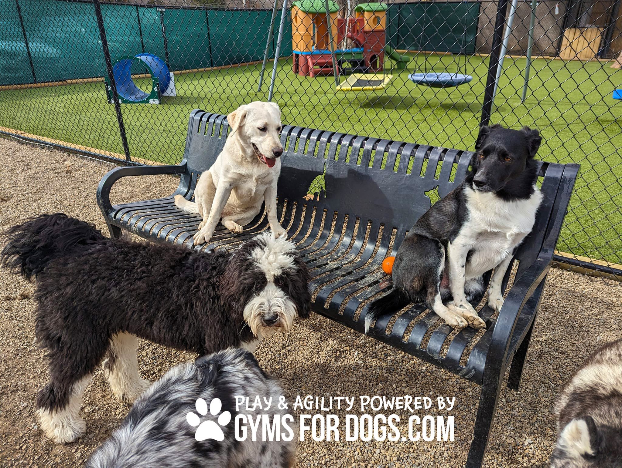 Three Dog Bench - Thermoplastic Coasted Steel