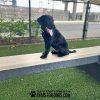 BalanceBeam Ripp2