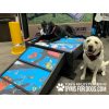 Graffiti Dog Indoor Play Collection