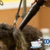 Cool Dog Hair Dryer 3