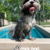 Cool Dog Splash Pool For Dogs10 - Dog Park Outfitters Cool Dog Splash Pool For Dogs10