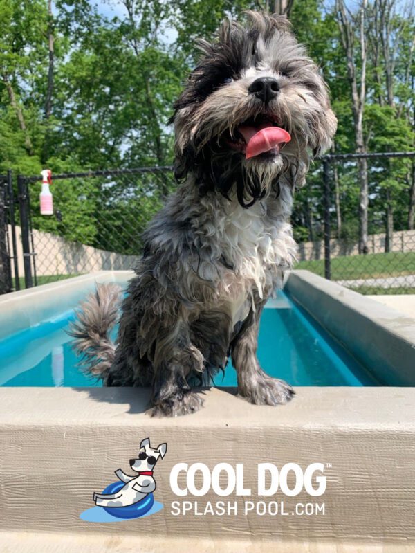 Cool Dog Splash Pool For Dogs10