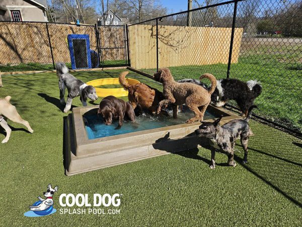 Cool Dog Splash Pool For Dogs12