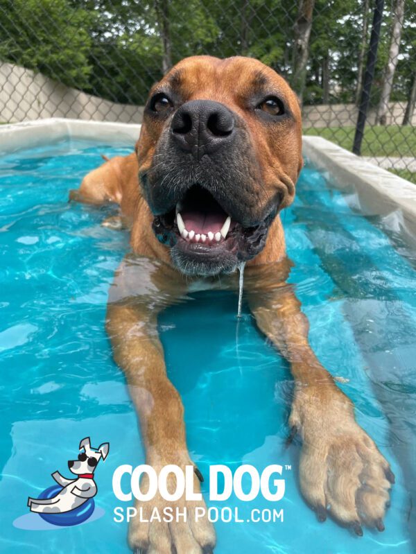 Cool Dog Splash Pool For Dogs14