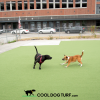 Cool Dog Turf - Sports Performance Series