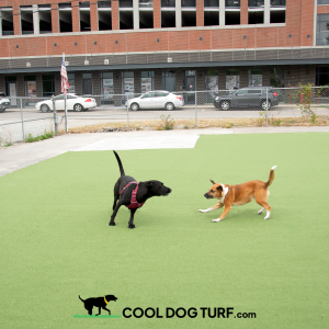 Cool Dog Turf - Sports Performance Series