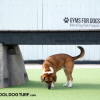 Cool Dog Turf SportsPerformance Riz