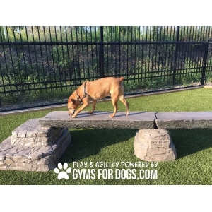 Dog Park Outfitters Gyms For Dogs Dog Balance Beam Ellies Jump Balance Beam 4