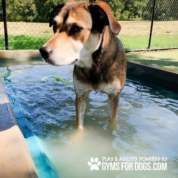 Dog Playground Equipment Cool Dog Splash Pool 0375 - Dog Park Outfitters Dog Playground Equipment Cool Dog Splash Pool 0375