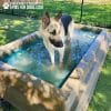 Dog Playground Equipment Cool Dog Splash Pool 095 - Dog Park Outfitters Dog Playground Equipment Cool Dog Splash Pool 095