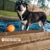 Dog Playground Equipment Cool Dog Splash Pool 101 - Dog Park Outfitters Dog Playground Equipment Cool Dog Splash Pool 101