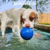 Dog Playground Equipment Cool Dog Splash Pool 1018 - Dog Park Outfitters Dog Playground Equipment Cool Dog Splash Pool 1018