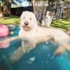 Dog Playground Equipment Cool Dog Splash Pool 10185 - Dog Park Outfitters Dog Playground Equipment Cool Dog Splash Pool 10185