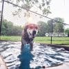 Dog Playground Equipment Cool Dog Splash Pool 1020 - Dog Park Outfitters Dog Playground Equipment Cool Dog Splash Pool 1020
