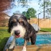 Dog Playground Equipment Cool Dog Splash Pool 10206 - Dog Park Outfitters Dog Playground Equipment Cool Dog Splash Pool 10206