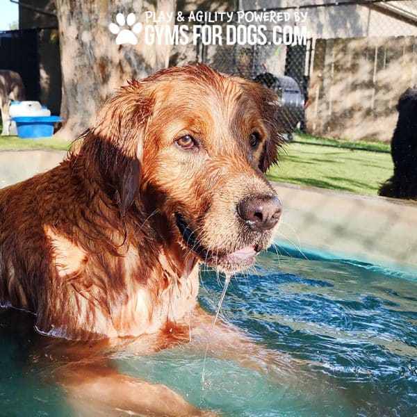 Dog Playground Equipment Cool Dog Splash Pool 1025 - Dog Park Outfitters Dog Playground Equipment Cool Dog Splash Pool 1025