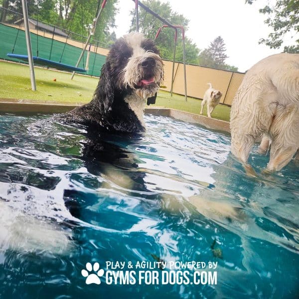 Dog Playground Equipment Cool Dog Splash Pool 107 - Dog Park Outfitters Dog Playground Equipment Cool Dog Splash Pool 107