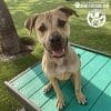 Dog Playground Equipment Training Platform SM 08