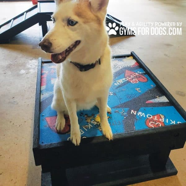 Dog Playground Equipment Training Platform SM 14