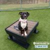 Dog Playground Equipment Training Platform SM 17