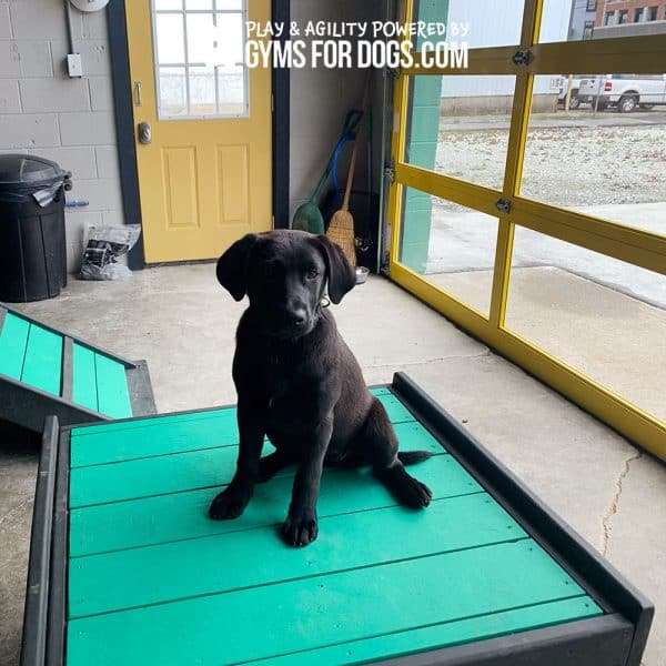 Dog Playground Equipment Training Platform SM 18
