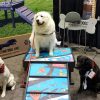 Graffiti GymsForDogs2