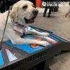 Graffiti GymsForDogs BridgeClimb Hammie