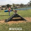 HillClimb GymsForDogs Daisy