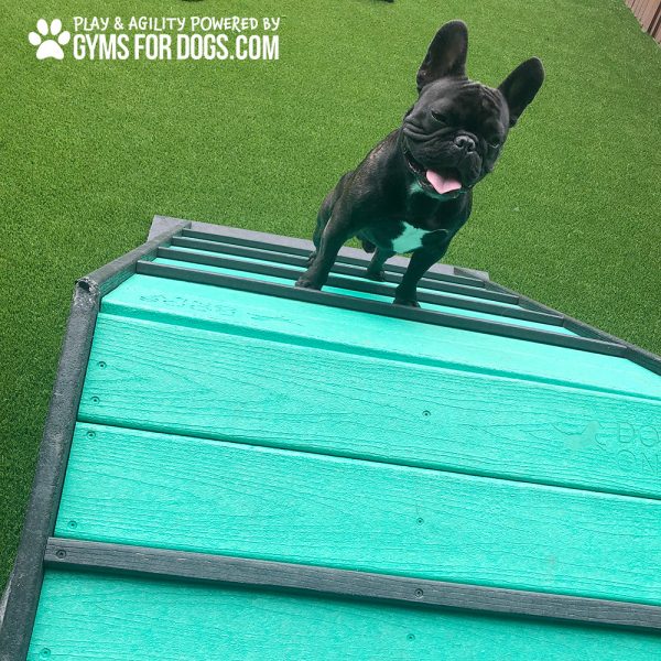 HillClimb GymsForDogs Frenchie
