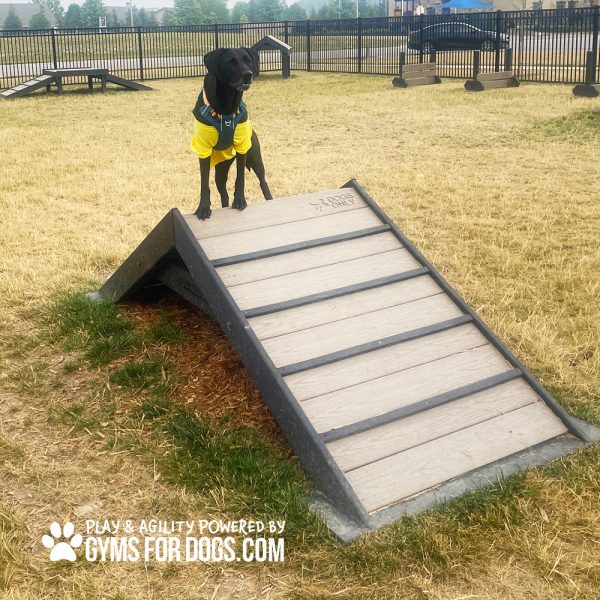 HillClimb GymsForDogs Harmony Maggie2