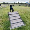 HillClimb GymsForDogs Harmony Maggie4