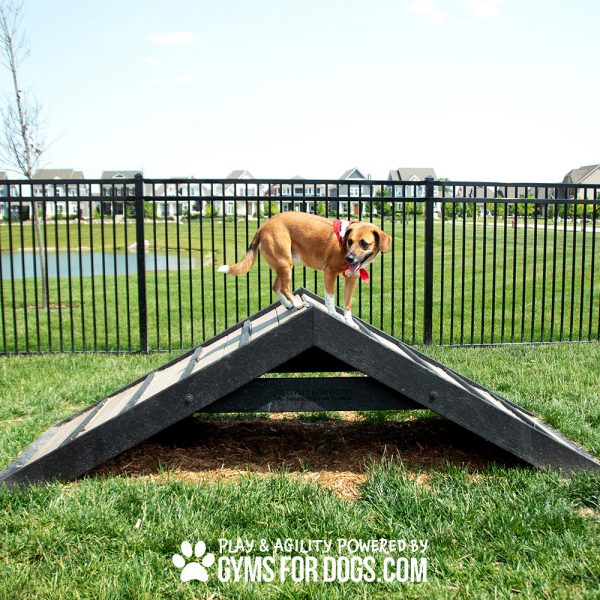 HillClimb GymsForDogs Harmony Rizzo