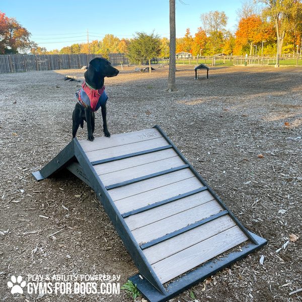 HillClimb GymsForDogs Maggie