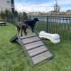 HillClimb GymsForDogs MaggieHankHarmony