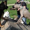 HillClimb GymsForDogs Park3