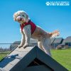 HillClimb GymsForDogs SS