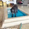 Cool Dog Splash Pool | Dog Park Outfitters - Dog Park Outfitters Cool Dog Splash Pool