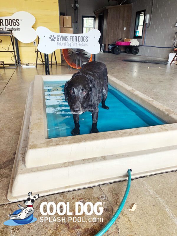 Cool Dog Splash Pool