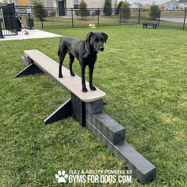 JumpBalanceBeam GymsForDogs MaggieHarmony