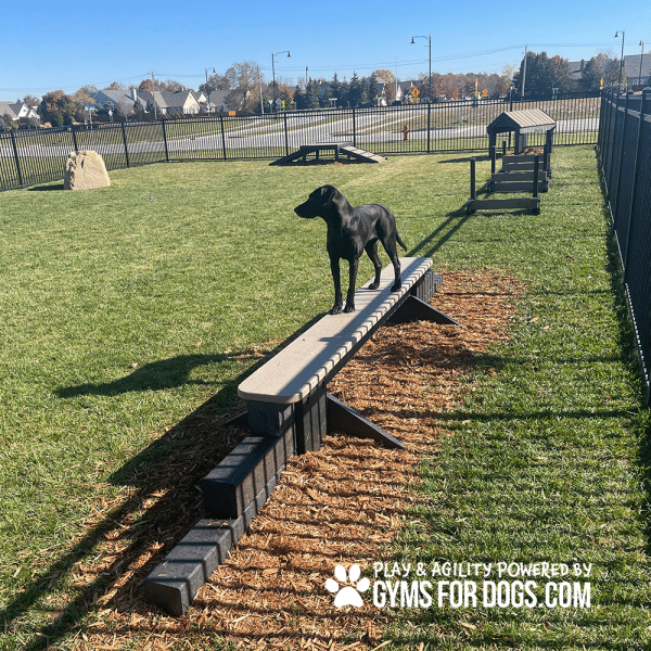 JumpBalanceBeam GymsForDogs MaggieHarmony2