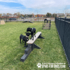 JumpBalanceBeam GymsForDogs MaggieHarmony3