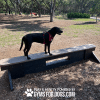 JumpBalanceBeam GymsForDogs MaggieTX