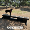 JumpBalanceBeam GymsForDogs MaggieTX2