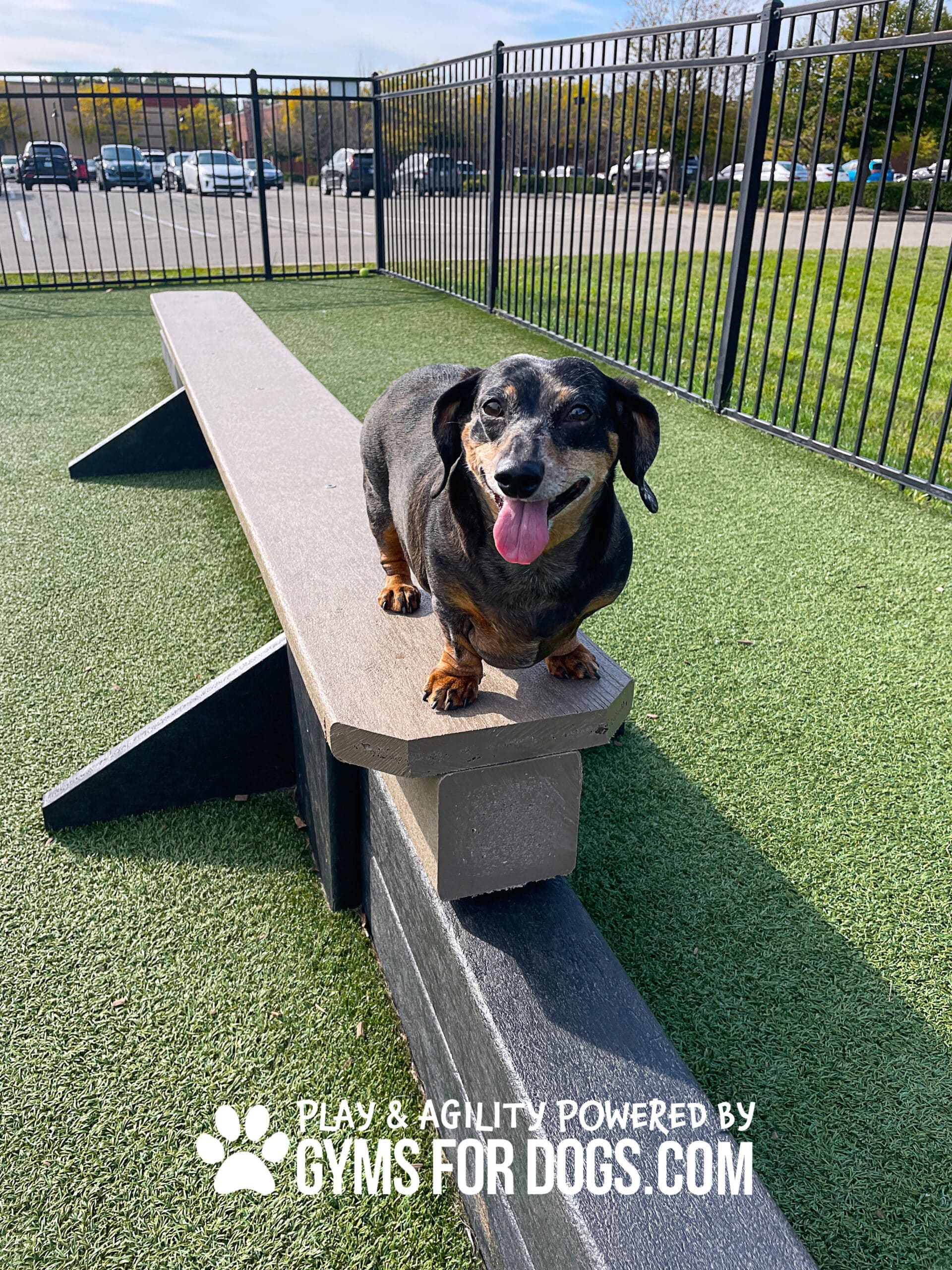 JumpBalanceBeam | Gyms For Doogs | Dog Park Outfitters