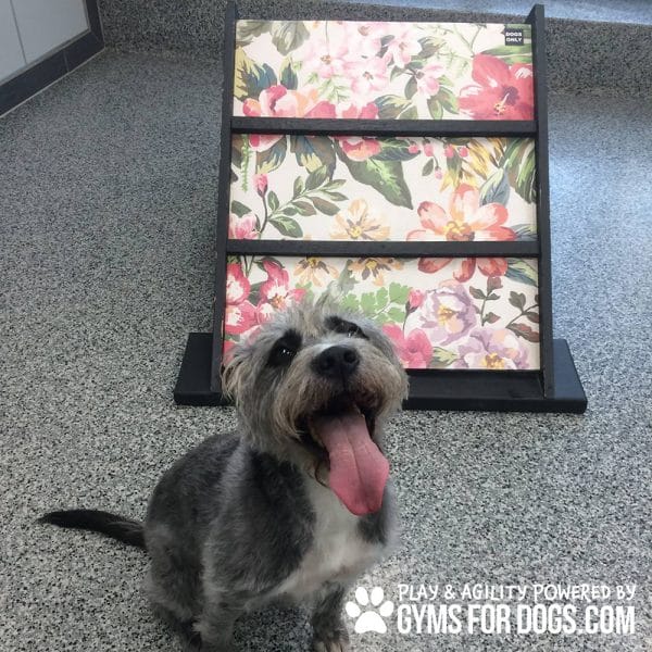 MiniHillClimb GymsForDogs DogieDaycare2