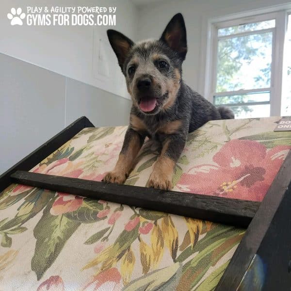 MiniHillClimb GymsForDogs DogieDaycare3