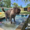 Cool Dog Splash Pool | Dog Park Outfitters - Dog Park Outfitters Cool Dog Splash Pool | Dog Park Outfitters