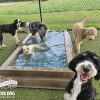 Cool Dog Splash Pool - Dog Park Outfitters Cool Dog Splash Pool