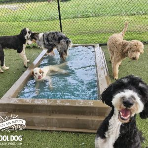 Cool Dog Splash Pool