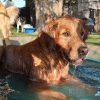 Cool Dog Splash Pool | Dog Park Outfitters - Dog Park Outfitters Cool Dog Splash Pool | Dog Park Outfitters